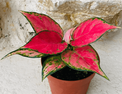 Aglaonema Lucky Red: Cura e Coltivazione del Talismano della Fortuna