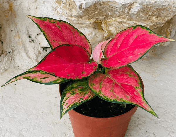 Aglaonema Lucky Red: Care and Cultivation of the Lucky Charm