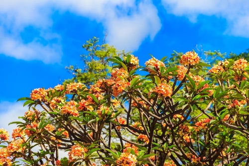 Plumeria o Frangipani: Guida Completa alla Coltivazione delle Varietà Innestate Tricolor