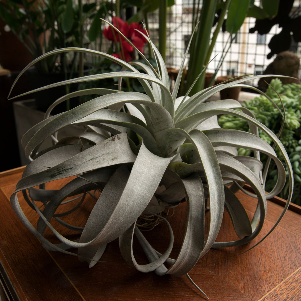 Discovering Tillandsia Xerographica: Timeless Botanical Elegance