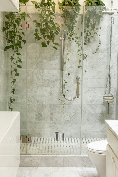 Decorating the Living Room with Decorative Plants: The Green Touch for Your Home
