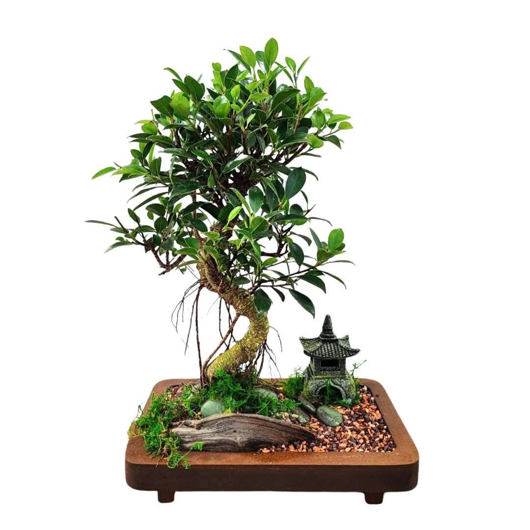 The Art of Bonsai: A Complete Guide to Choosing and Caring for Living Miniatures