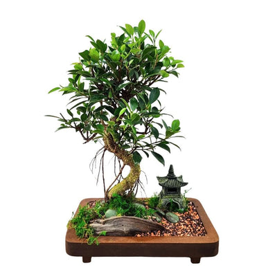 L'art du bonsaï : un guide complet pour choisir et entretenir des miniatures vivantes 