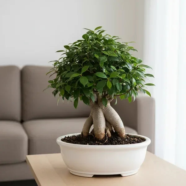 Bonsai Ficus Ginseng in vaso di ceramica su tavolo di legno chiaro con luce naturale