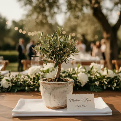 Olive Bonsai for Weddings: The Symbol of Eternal Love and Apulian Tradition