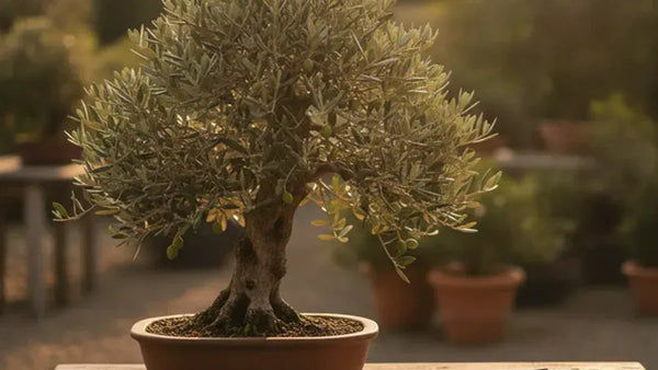 Bonsai in September: late-summer care and the autumn recovery (week-by-week calendar)