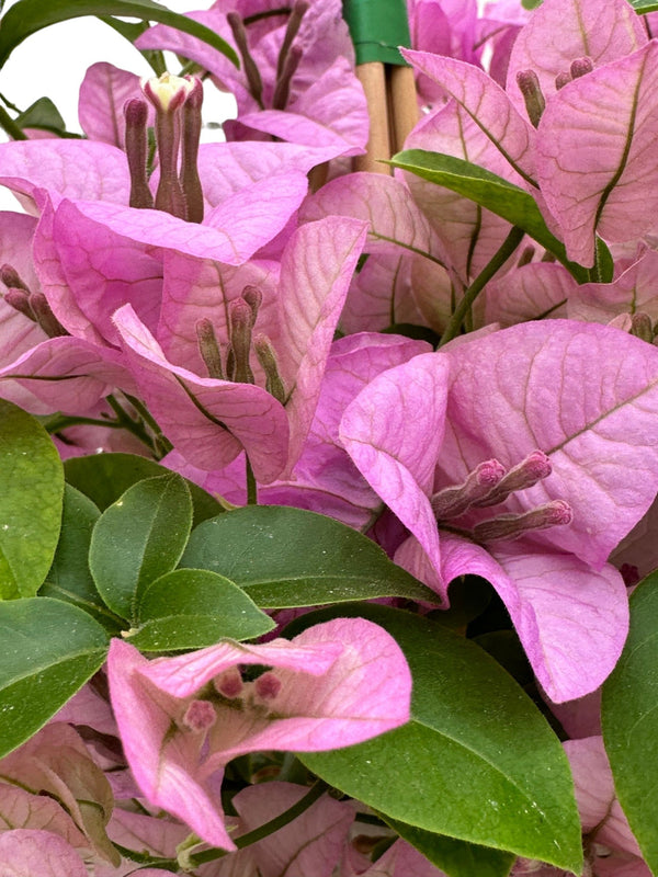 Bougainvillea: the colorful plant that transforms your garden into a Mediterranean oasis