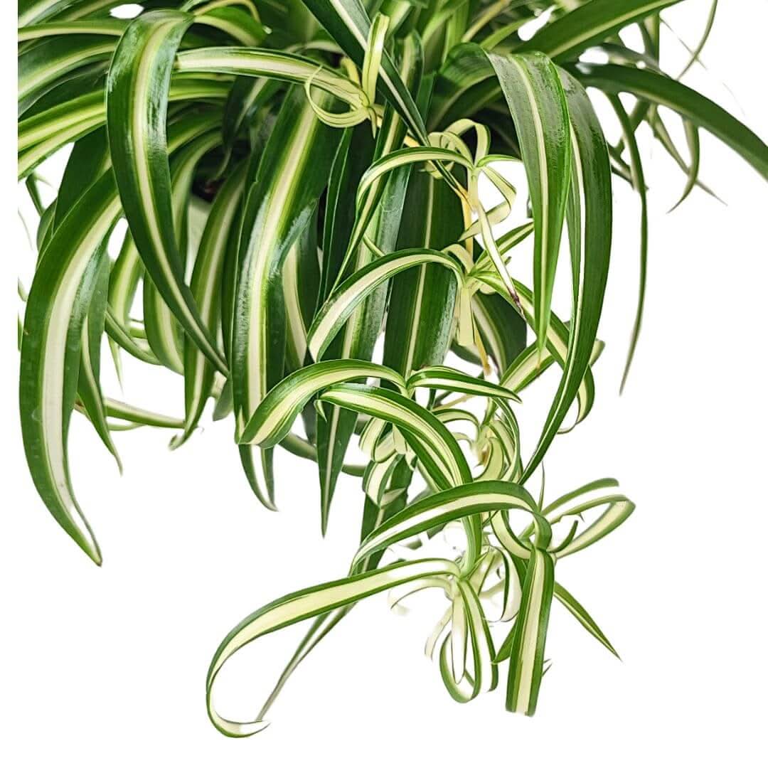 Chlorophytum: The Indestructible Spider Plant that Purifies the Air (NASA Certified)
