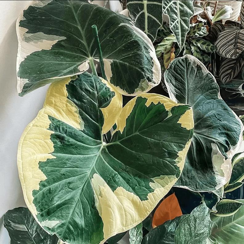 Growing and Caring for Alocasia Mickey Mouse: A Complete Guide for Exotic Plant Enthusiasts