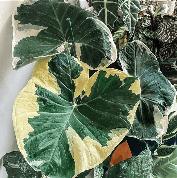 Growing and Caring for Alocasia Mickey Mouse: A Complete Guide for Exotic Plant Enthusiasts