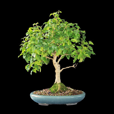 Cultivating Ligustrum Bonsai: Simple Green Elegance