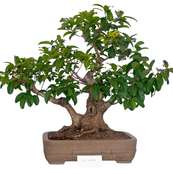 How to Choose the Right Ficus Bonsai for You