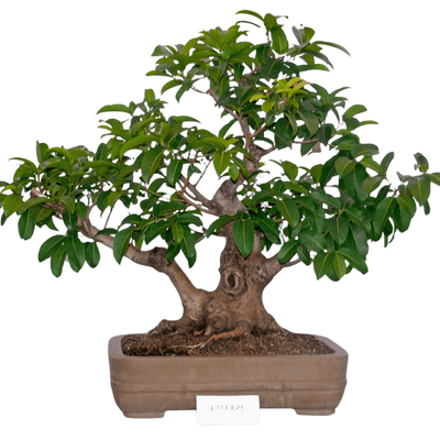 How to Choose the Right Ficus Bonsai for You