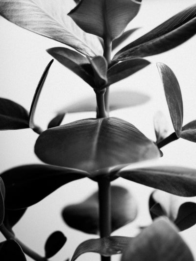 How to Choose the Right Plants for Every Room