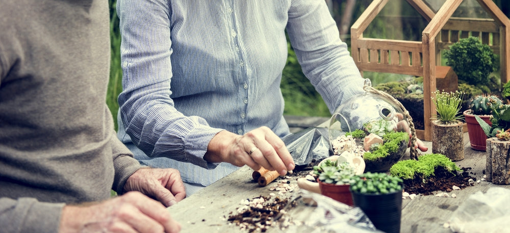 Struggling Plants in Your Terrarium? The Guide to Saving It and Starting Anew