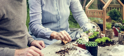 Struggling Plants in Your Terrarium? The Guide to Saving It and Starting Anew
