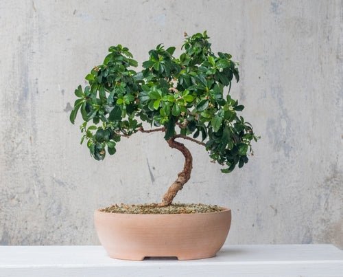 Bonsai Care: Techniques and Tips for Beginners