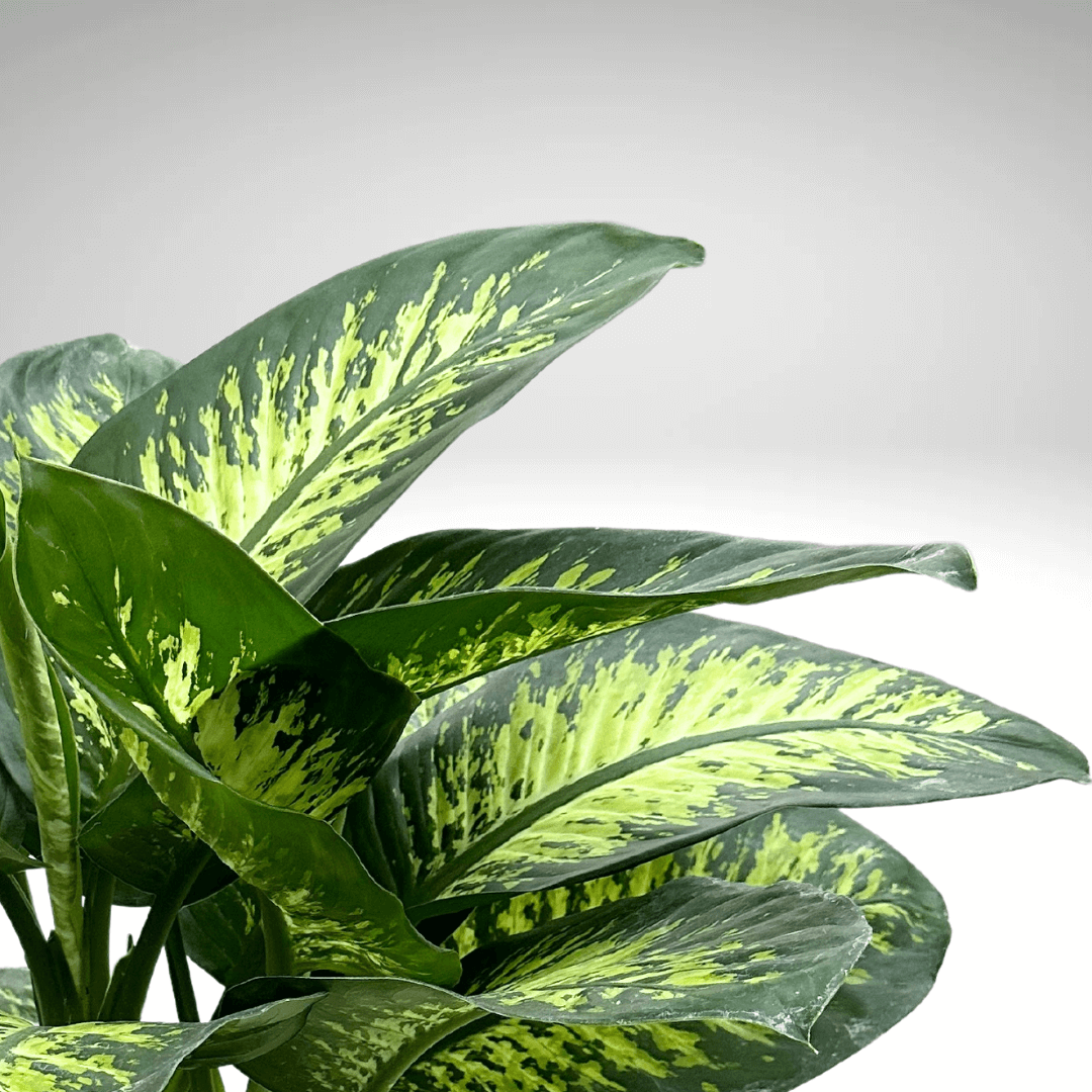 Dieffenbachia Tropic Snow: Our Care Tips