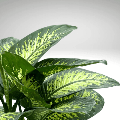 Dieffenbachia Tropic Snow: Our Care Tips