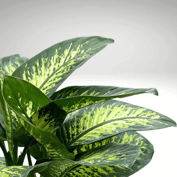 Dieffenbachia Tropic Snow: Our Care Tips