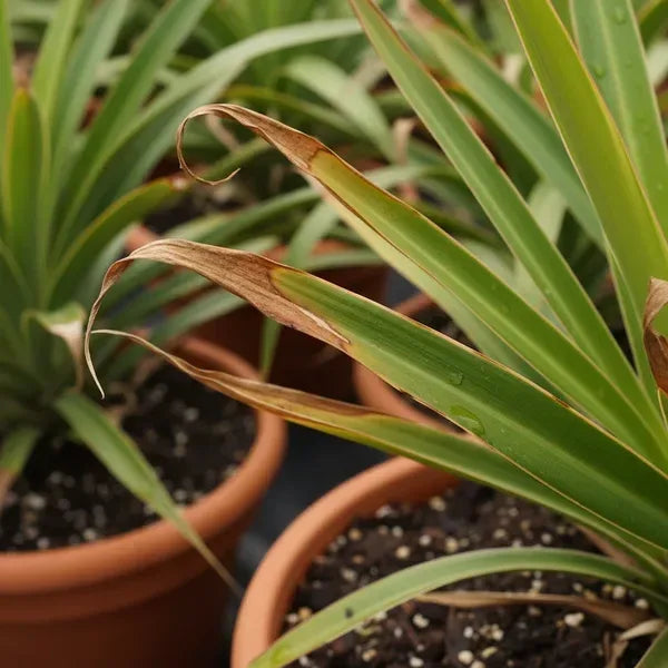 Dracaena con le punte secche o marroni: cause, rimedi e come tagliarle senza rovinare la pianta