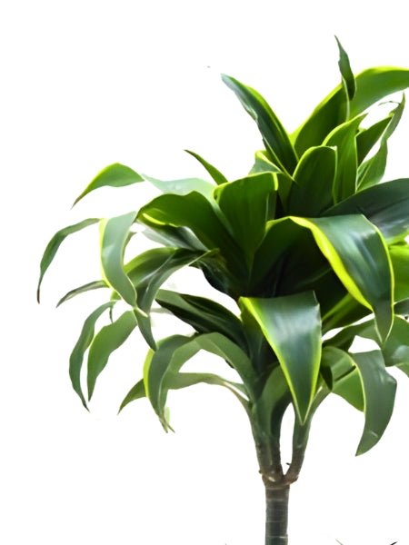 Dracaena, did you know that...