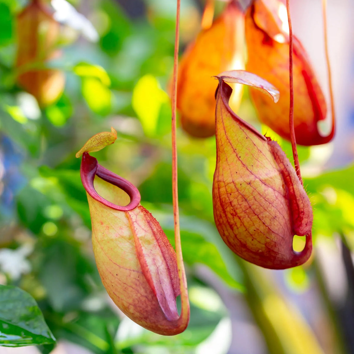 EXPLORING THE MYSTERY OF CARNIVOROUS PLANTS: THE BEAUTY AND POWER OF THE NEPENTHES