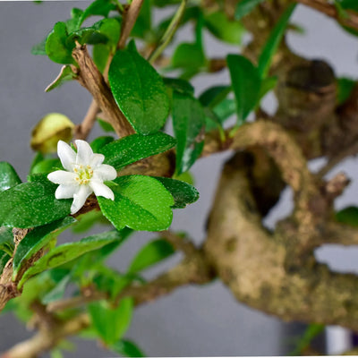 ESPLORIAMO IL MONDO DEL BONSAI CARMONA: UNA PICCOLA MERAVIGLIA DI STORIA E CURA