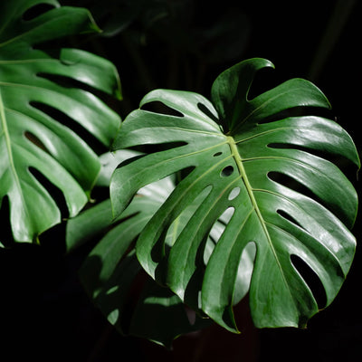 EXPLORING THE FASCINATING MONSTERA: A WONDER OF GREENERY AND HISTORY DANCING AMONG THE LEAVES