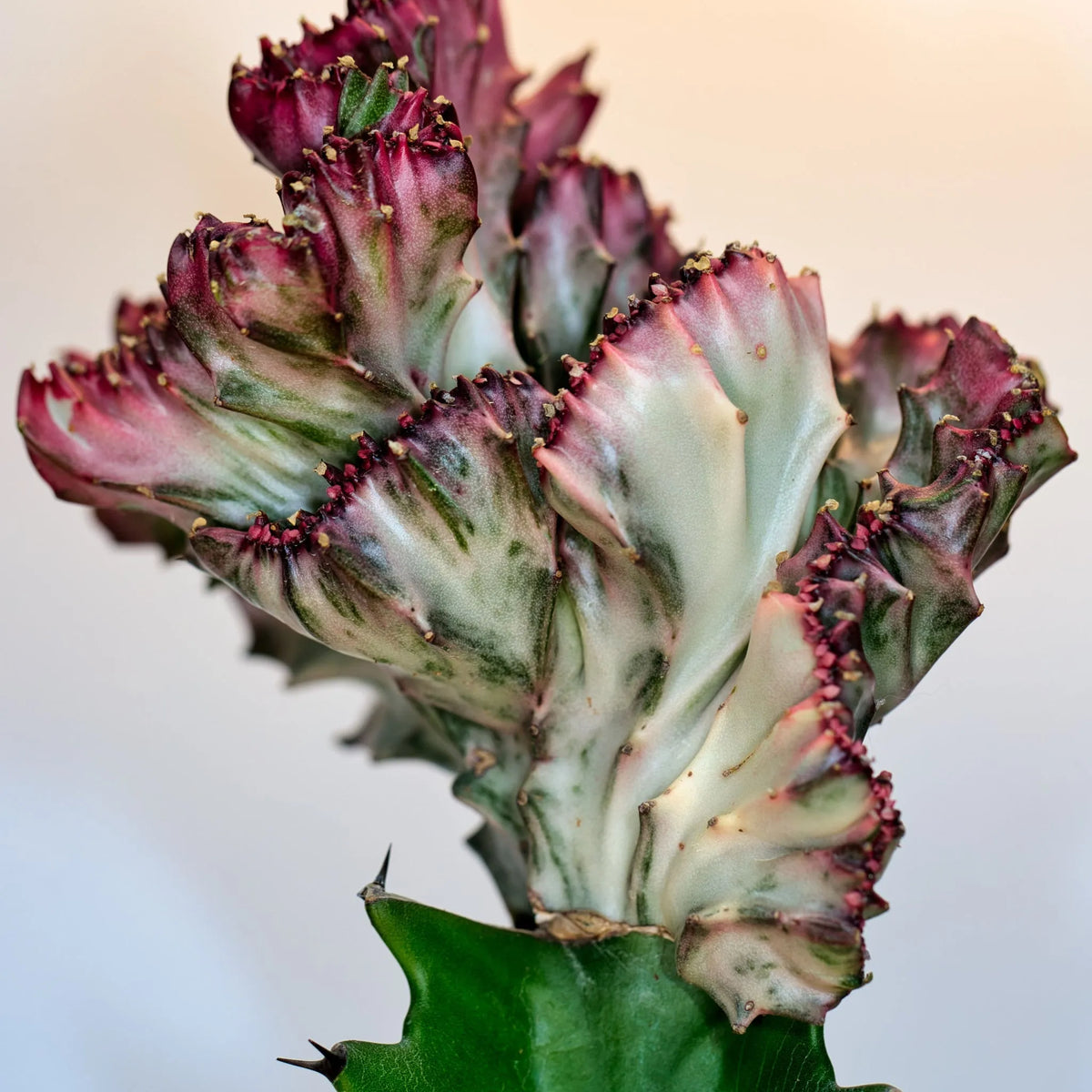 Let's explore the Crested Euphorbia Lactea