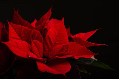 Euphorbia Pulcherrima: History, Meaning, and Fun Facts About the Christmas Star