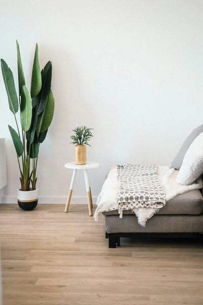 Guide to Decorating with Houseplants