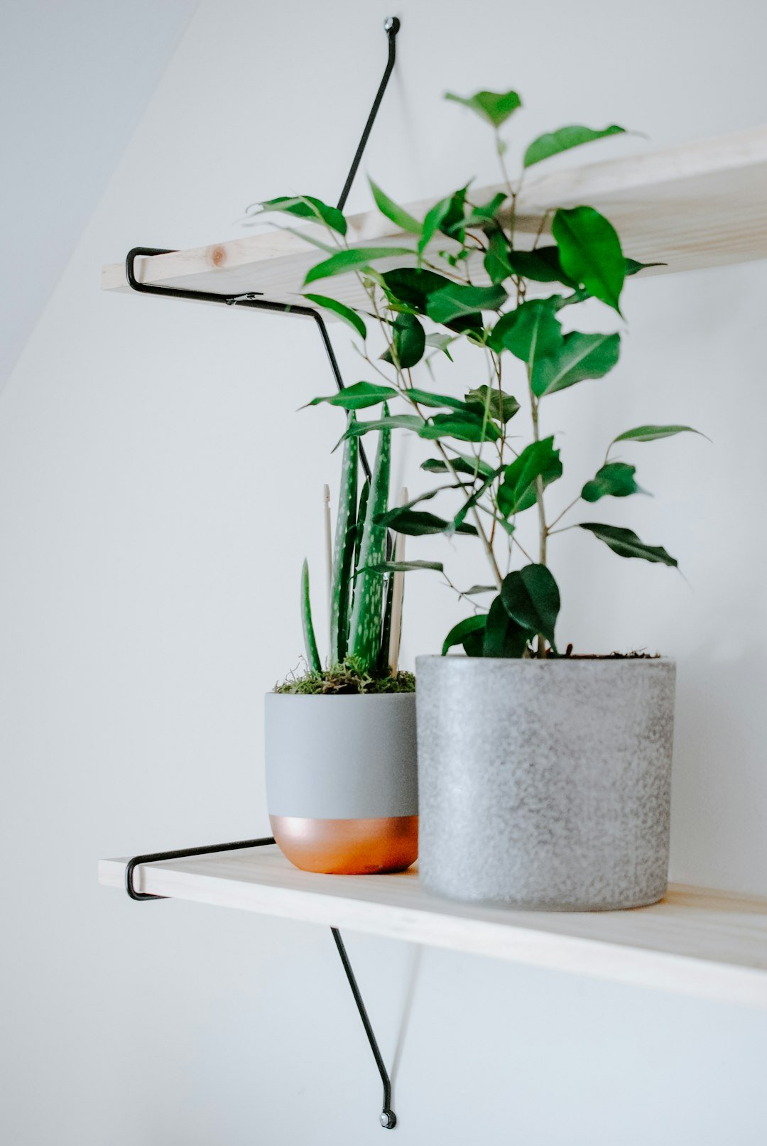 Plant Guide: How to Choose the Right Plants for Every Environment