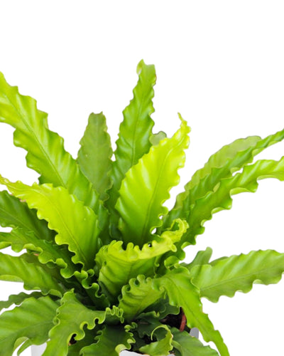 Complete Guide to Asplenium Osaka Care