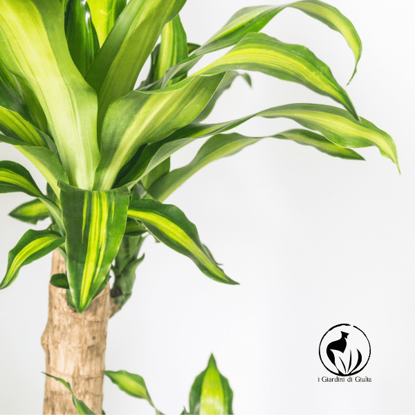 Complete Guide: How to Choose Suitable Plants for the Office