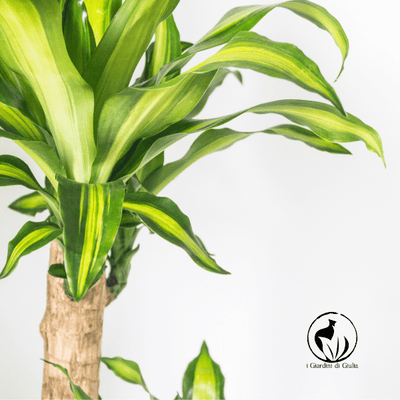 Complete Guide: How to Choose Suitable Plants for the Office
