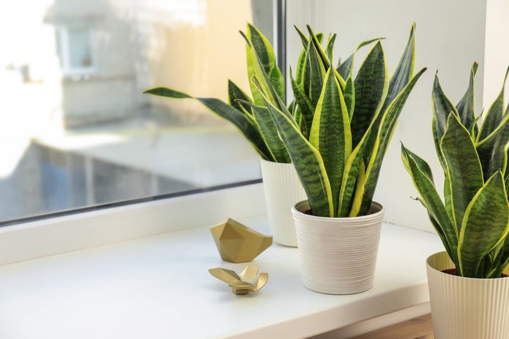 Ultimate Guide: The Best Spots for Sansevieria in Your Home