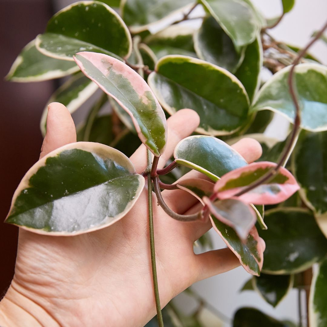 Hoya Carnosa 'Krimson Queen': The Complete Guide to a Healthy and Thriving Plant