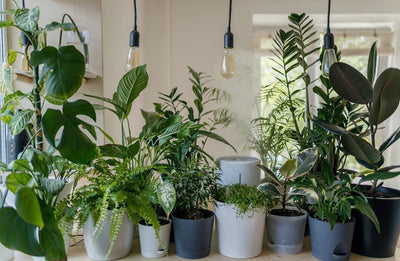 The Best Decorating Styles for Integrating Plants