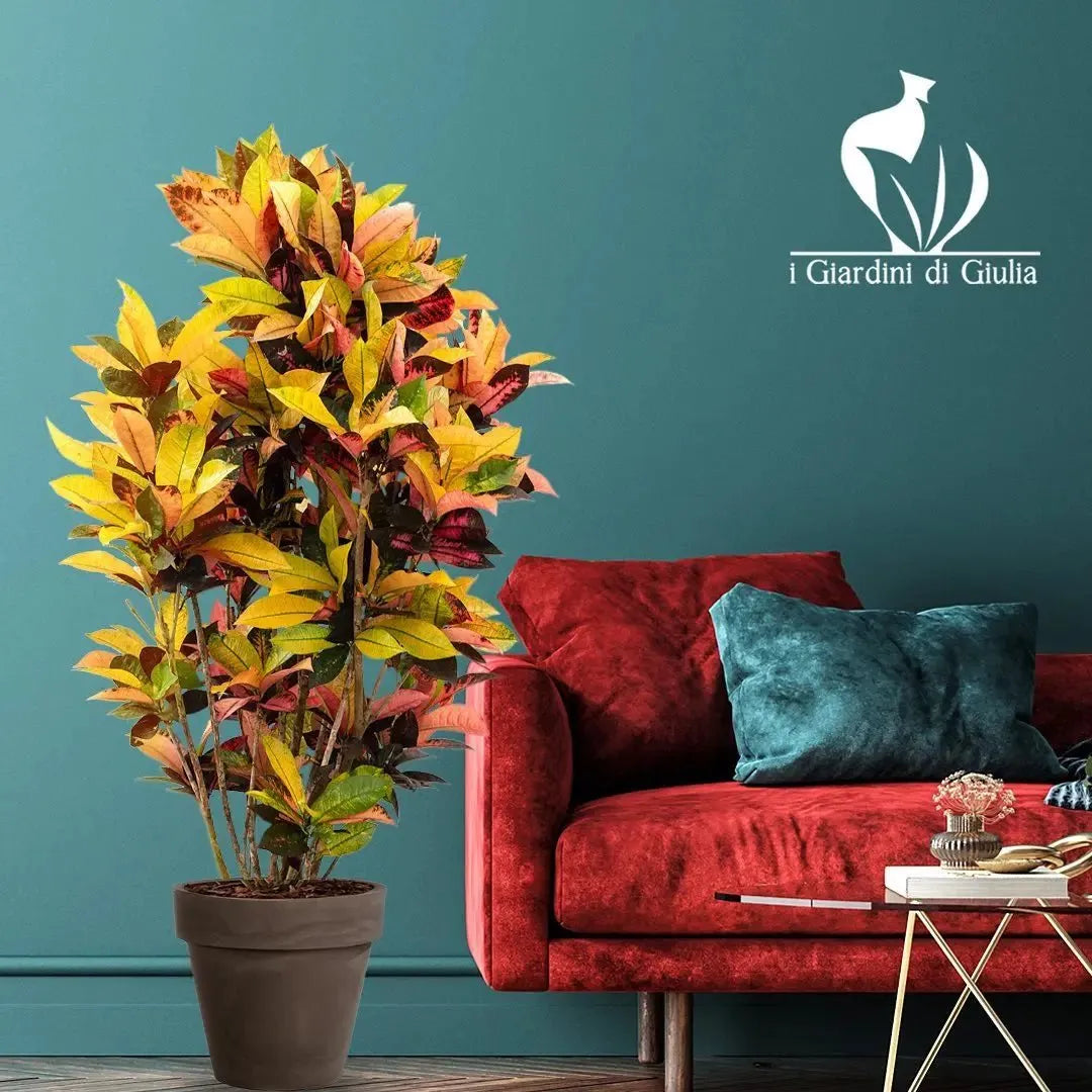 Codiaeum, also known as Croton.