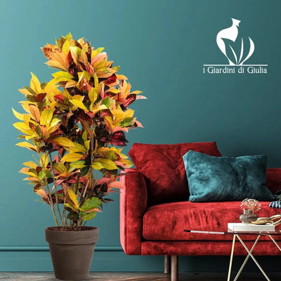 Codiaeum, also known as Croton.