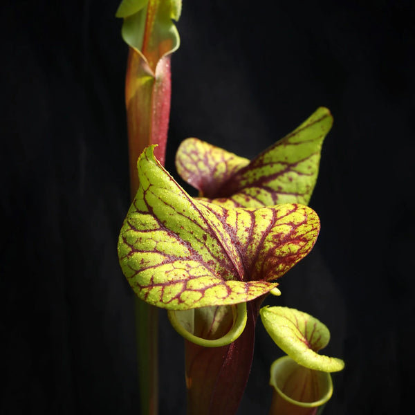 THE WILD BEAUTY OF SARRACENIA