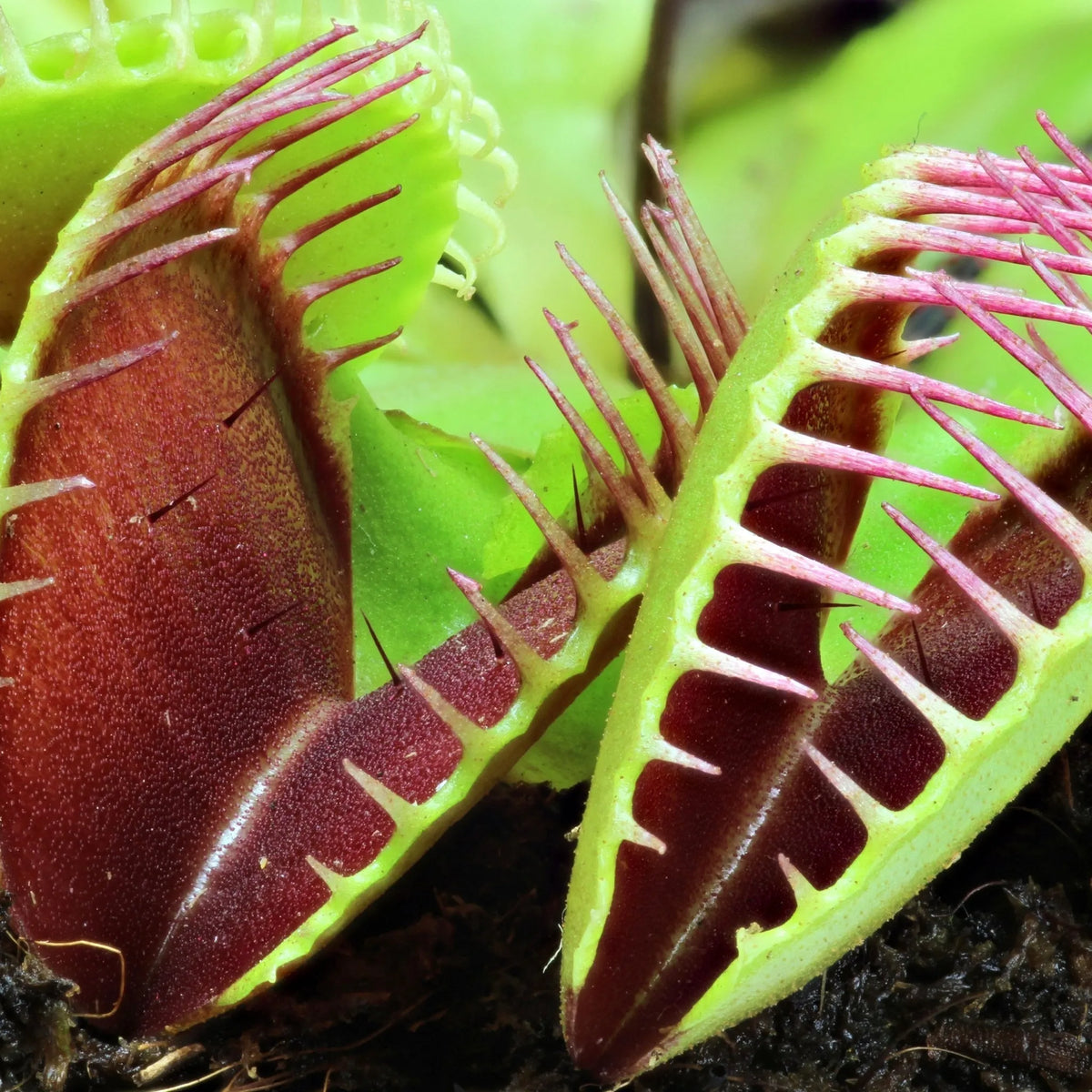 VENUS FLYTRAP: THE CARNIVOROUS PLANT THAT WILL STEAL YOUR HEART