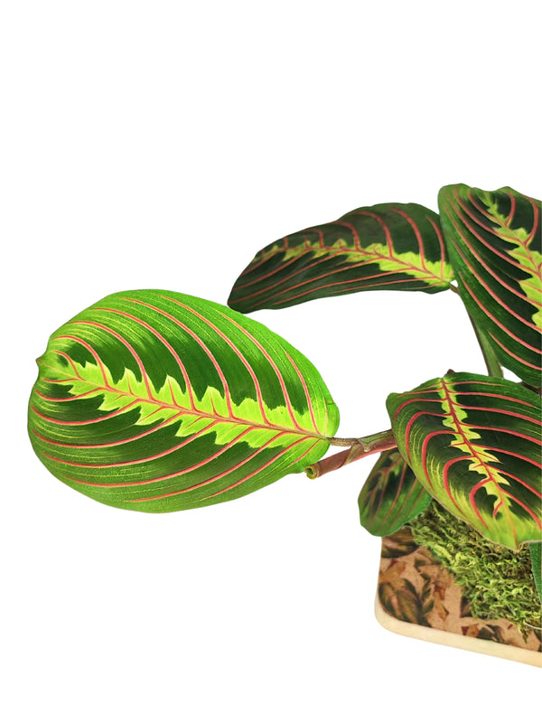 The Magic of the Maranta Tricolor Kokedama: The Dancing Plant