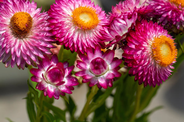 The Plant That Never Dies: Discover Helichrysum and Its Thousand Uses