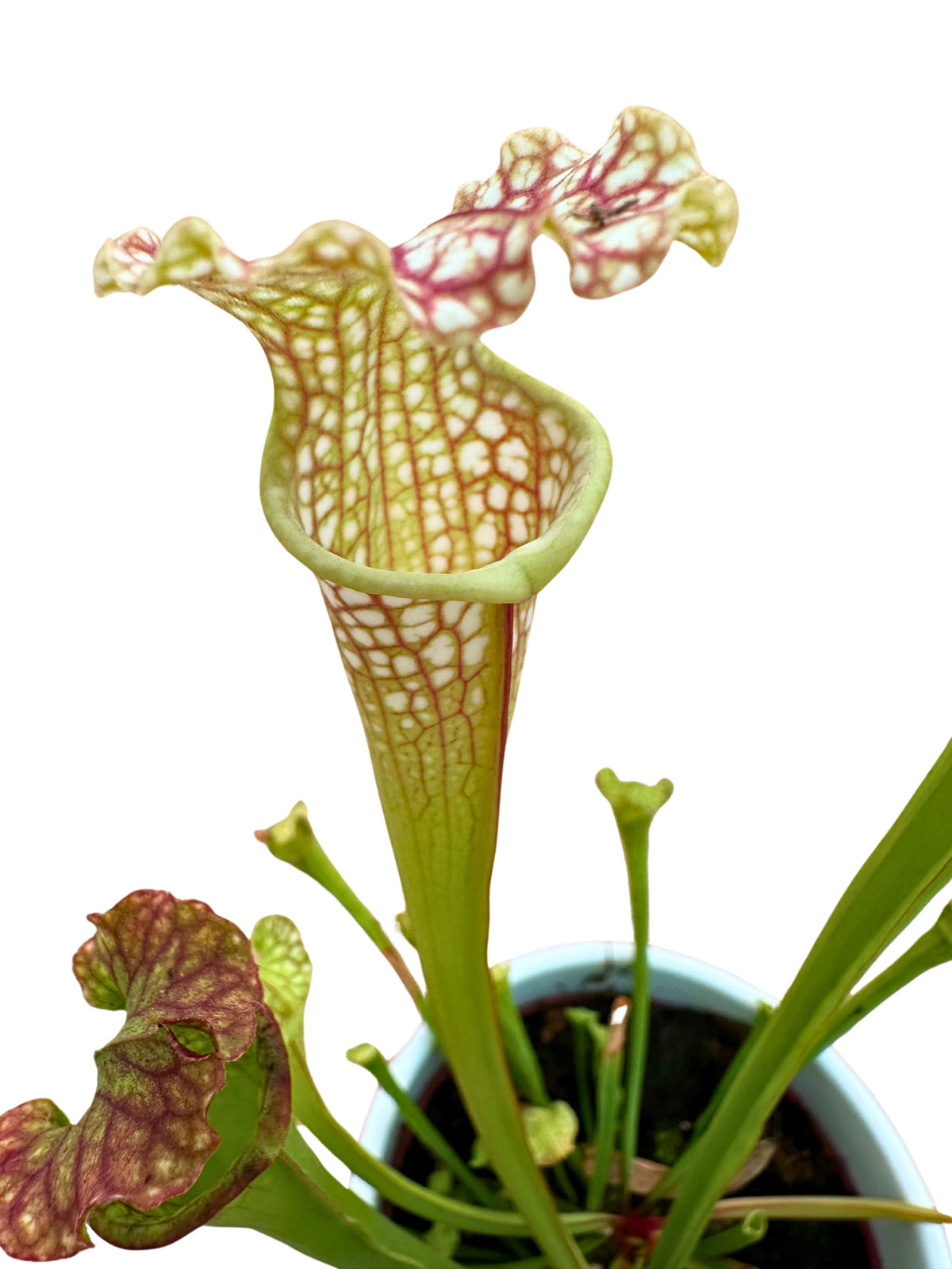 The sarracenia, the carnivorous plant that mimics an orchid.