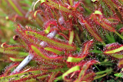 The Fascinating History of Carnivorous Plants: Origins and Adaptations