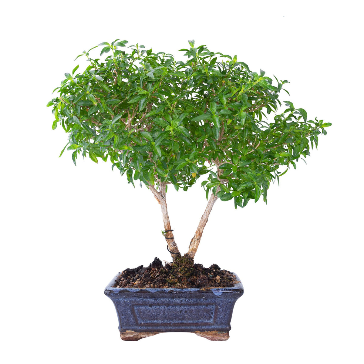 The History and Secrets of Serissa foetida
