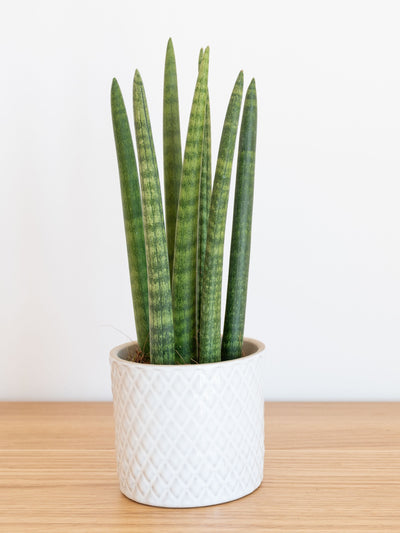 The Wonders of Sansevieria Cylindrica Candle: A Complete Guide to Discover the Charm of This Indoor Plant!