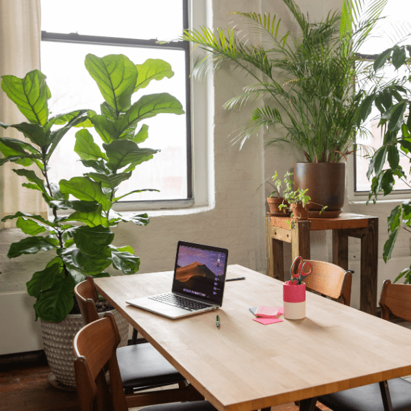 The Best Plants for Improving Productivity